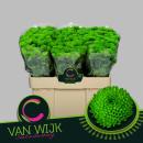 Chrysantheme santini, grün gefüllt -  5 Stiele